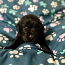 Yellow Collar - Black male Labrador Retriever puppy in Somerset, California from Cantina Labs and Cavs