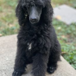 Poodle Puppies from Honeycutt Akc Standard Poodles
