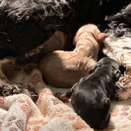 Cocker Spaniel puppies from Flud Farm Cocker Spaniels