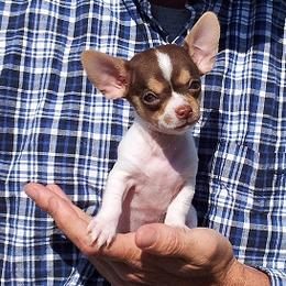 Australian Shepherds and Chihuahuas from RockyTop Hearts