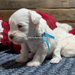 AKC blue ribbon - White male Miniature Schnauzer puppy in Greencastle, Indiana from Tiny Tushy Lodge