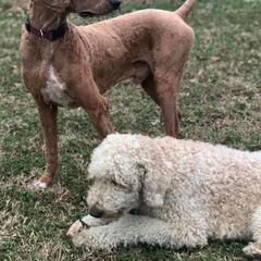 Goldendoodle All Grown Up from Lazy Acres Doodles