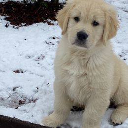 Golden Retriever Puppies from Graceful Golden Retrievers