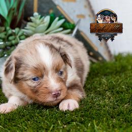 Sedona - female Toy Australian Shepherd puppy in Granbury, Texas from Best Little Aussies
