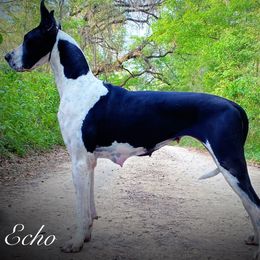 Echo - Great Dane