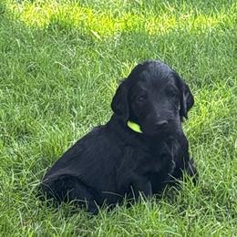 MT Nest's Butch Cassidy - Black male Goldendoodle puppy in Clyde, Texas from MTNest Doodles
