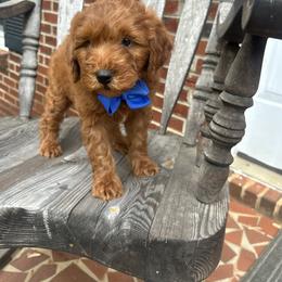 Don - Red  male Goldendoodle puppy in Mint Hill, North Carolina from DoodleForever