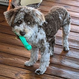 Drake - Aussiedoodle