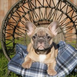 Pearl - Fawn and white female French Bulldog puppy in Washington from Pawcific Coast Bullies