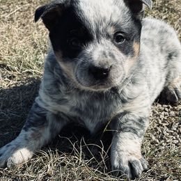 Boy - Blue mottled male Australian Cattle Dog puppy in Prague, Oklahoma from S&B Cattle Co.