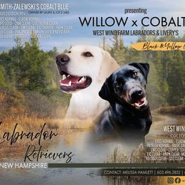 Labrador Retriever puppies from West Wind Farm’s Labradors & Livery