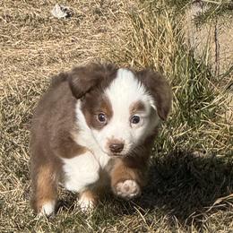 Prancer - Red tri male Toy Australian Shepherd puppy in Menan, Idaho from Teton Toy Aussies