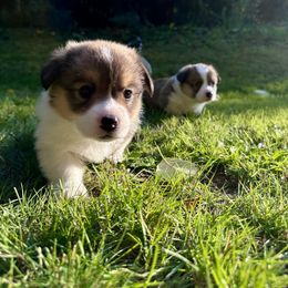 Pembroke Welsh Corgi Puppies from Ok hear me out. Corgis