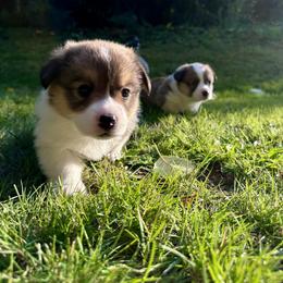 Pembroke Welsh Corgi Puppies from Ok hear me out. Corgis
