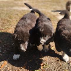 Colorado Mountain Dog Puppies from Victory Family Farm