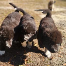 Colorado Mountain Dog Puppies from Victory Family Farm