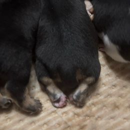 Blk tux male 2 - Black and white male Teddy Roosevelt Terrier puppy in Robards, Kentucky from Dream Tree Kennel