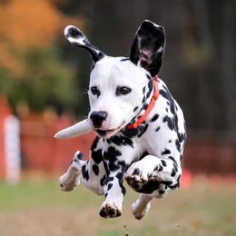 Dalmatians from Prestige Dalmatians