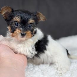Blossom - Black tan and white female Biewer Terrier puppy in Liberty, Texas from Tiny Yorkshire pups