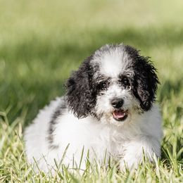 Wanda - Tri-color female Bernedoodle puppy in Aubrey, Texas from Four Willows Farm