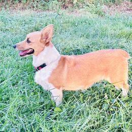Rose - Pembroke Welsh Corgi