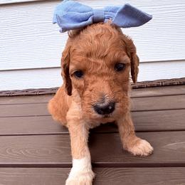 Wendy - Parti female Goldendoodle puppy in Pittsburg, Texas from Peachy Pine Goldendoodles