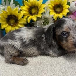 Halo- Blue and Tan Dapple - Dapple male Dachshund puppy in Springfield, Ohio from LUXEYPUPS