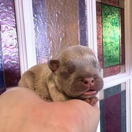 Sunspot - Blue fawn male French Bulldog puppy in Almo, Kentucky from Busy Bee French Bulldogs