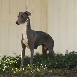 Prim - Italian Greyhound