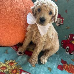 Ghost 1,605 AKC Standard Poodle - Cream male Poodle puppy in Conway, Arkansas from Arkansas River Poodles