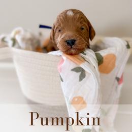Pumpkin - Red  male Goldendoodle puppy in Melba, Idaho from KZ Doodles