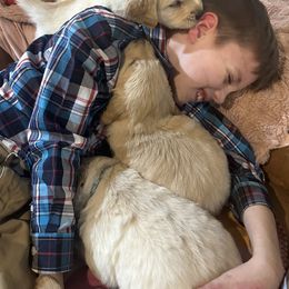 Golden Retriever Puppies from Ginn’s Golden Retrievers