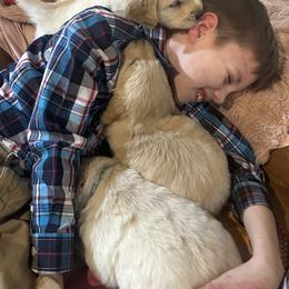 Golden Retriever Puppies from Ginn’s Golden Retrievers