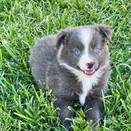 June - Black & white female Miniature Australian Shepherd puppy in California from Eagle River Aussies