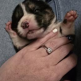 Pembroke Welsh Corgi Puppies from P2 Corgis