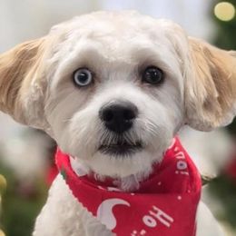 Goldendoodles, Maltese, Maltipoos, and Poodles from Dream Paws Puppies, LLC