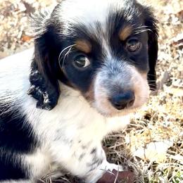 Milo - Piebald male Dachshund puppy in Aiken, South Carolina from State Eight Dachshunds