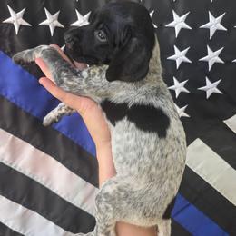 Domino Girl 7 - Black roan female German Shorthaired Pointer puppy in Banning, California from ⭐🦆 So Cal on Point GSP'S🇺🇲🇩🇪 lg