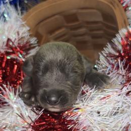 Boy 4 - male Mountain Cur puppy in Georgetown, Ohio from Walnut Ridge Mountain Curs