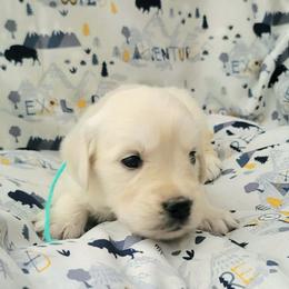 Ms. Teal - Light golden female Golden Retriever puppy in Campton, Kentucky from ElkRidge Goldens