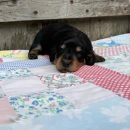 Laurel - Black and cream female Dachshund puppy in Squires, Missouri from Hudson’s Hounds