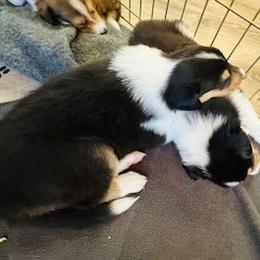 Boy 3 - male Scottish Collie puppy in Newcastle, Wyoming from Sundance Scottish-Colleys