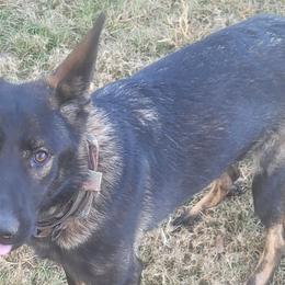Gundel - German Shepherd