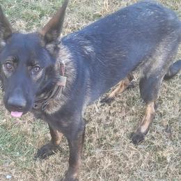 Gundel - German Shepherd
