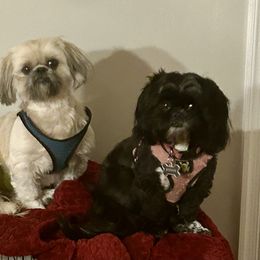 Shih Tzu Puppies from Gogol Family Shih Tzus