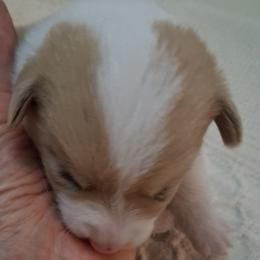 Perfect Red Male - Red male Pembroke Welsh Corgi puppy in Gaffney, South Carolina from Battlefield Kennels