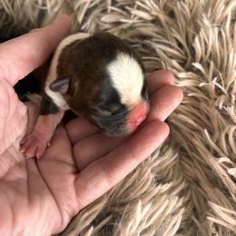 Bootsie black brindle boy 1 - Black brindle and white male Boston Terrier puppy in Yakima, Washington from Barnett’s AKC Boston Terriers
