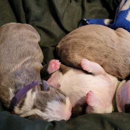 Boston Terriers from Claudine's Boston Terriers