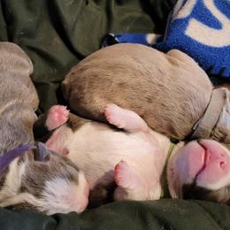 Boston Terriers from Claudine's Boston Terriers