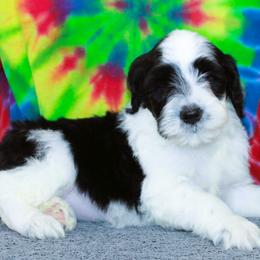Trixie - Black and white female Portuguese Water Dog puppy in Beatrice, Nebraska from Success Portuguese Water Dogs